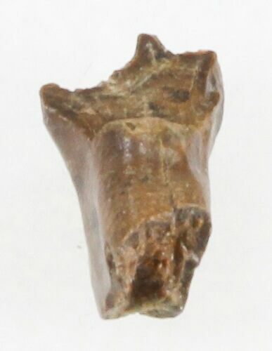 Uncommon Leptoceratops Tooth - Montana #30508